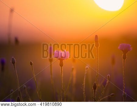 Beautifu Blue Cornflowers Blooming In The Field In Dolden Sunset Light. Wildflowers In Northern Euro