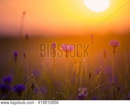 Beautifu Blue Cornflowers Blooming In The Field In Dolden Sunset Light. Wildflowers In Northern Euro