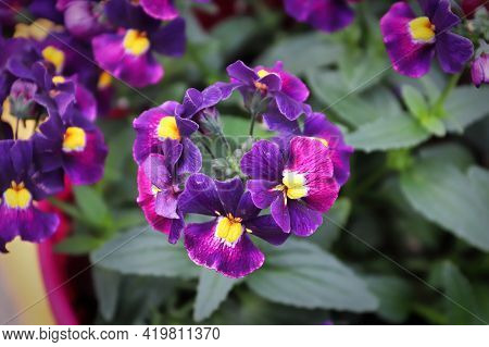 Closeup Of A Purple Nemesia Plant In A Pot