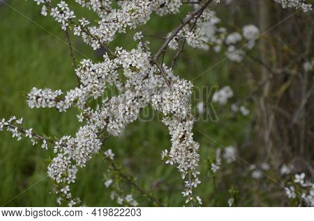 Tiny White Flowers On Blackthorn Or Sloe
