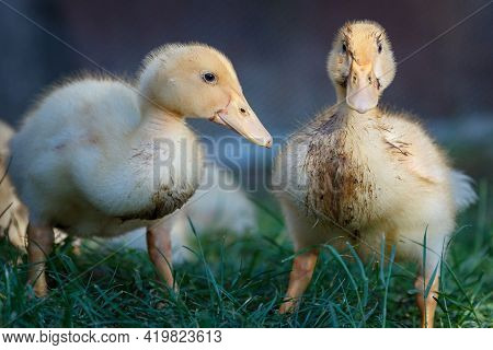 Two Dirty Little Ducklings Pose To Camera
