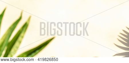 Flowers Shadow Summer Background. Plant Leaf Shadows On White Wall In Abstract Tropical Sunlight Tex