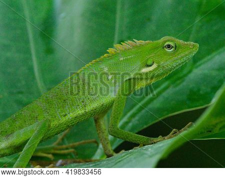Closeup Of Green Crested Lizard (bronchocela Cristatella) Sitting On Leaf Bali, Indonesia.