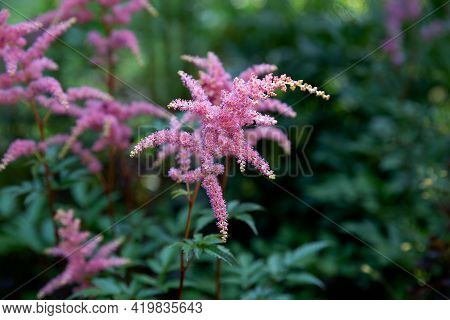Bright Pink Flowers Of Astilba Among Green Leaves.