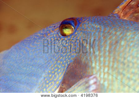 Øjet af en blå Triggerfish