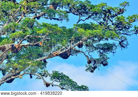 A Tree With Honey Beehives Up In A Giant Mengaris Tree Forest In Keningau, Sabah Borneo, Malaysia.