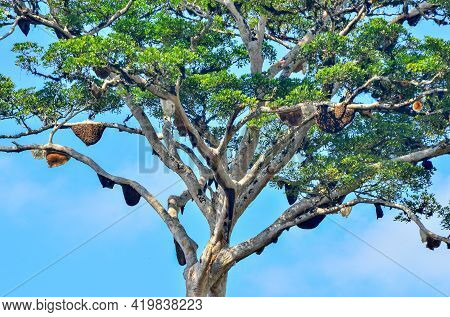 A Tree With Honey Beehives Up In A Giant Mengaris Tree Forest In Keningau, Sabah Borneo, Malaysia.