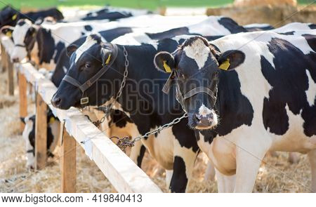 Cows In A Farm. Dairy Cows In A Farm