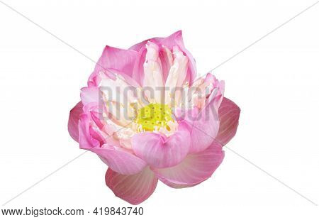 Blooming Pink Royal Lotus  Isolated On White Background With Clipping Path.royal Lotusor Indian Lotu