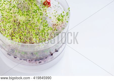 Fresh Green Broccoli Sprouts In A Transparent Sprouter, White Background. Healthy Raw, Vegan And Veg