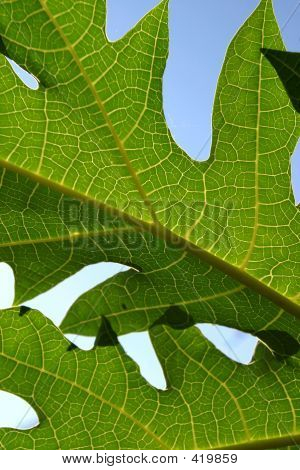 Blatt