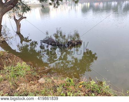 Refreshment Of Water Buffalo On Water Pond. Water Buffalo Bathing In The Pond In India. Asian Black 