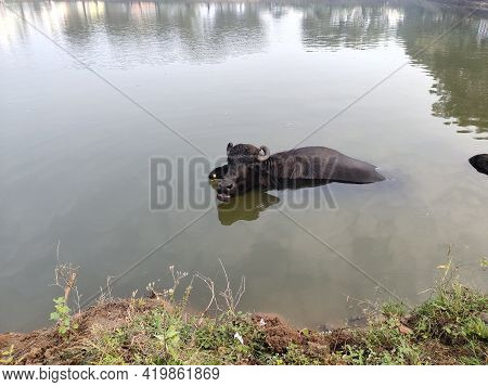 Refreshment Of Water Buffalo On Water Pond. Water Buffalo Bathing In The Pond In India. Asian Black 