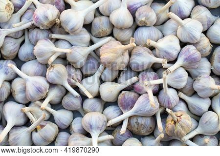 Pile Of Garlic View From The Top. Close Up Of Of White Garlic Heads. Bunch Of Garlic Heads, Backgrou
