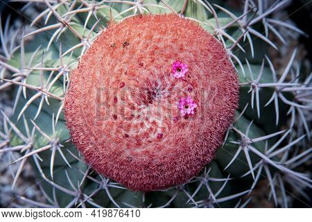 Close Up On Cephalium Of Melocactus With Pink Flower Blooming