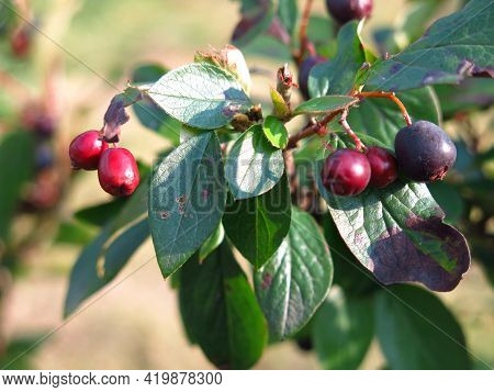 Bushes Of Brilliant Dogwood (cotoneaster Lucidus) With Black Berries In Summer