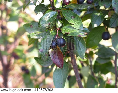 Bushes Of Brilliant Dogwood (cotoneaster Lucidus) With Black Berries In Summer