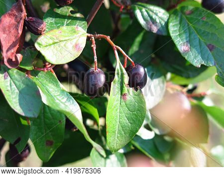 Bushes Of Brilliant Dogwood (cotoneaster Lucidus) With Black Berries In Summer