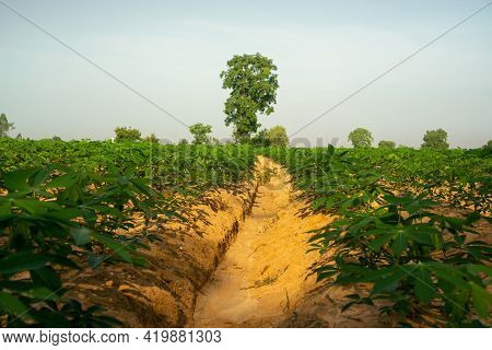 Field Of Green Leaf Cassava Plant In Agriculture Planting Farm Land Under Blue Sky
