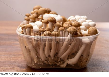 Shimeji Edible Mushrooms Native To East Asia, Buna-shimeji Is Widely Cultivated And Rich In Umami Ta
