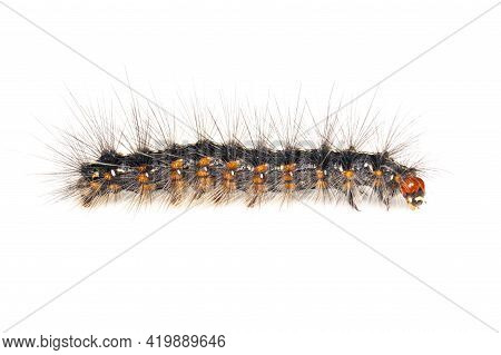 Image Of Hairy Caterpillar Isolated On White Background. Insect. Worm. Animal.