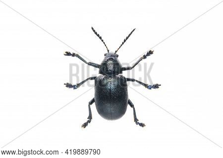 Image Of Blue Milkweed Beetle Isolated On White Background. From Top View. Insect. Animal.