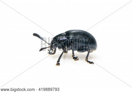 Image Of Blue Milkweed Beetle Isolated On White Background. Insect. Animal.