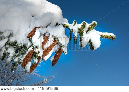 Closup View Of Pine Cone Hanhing On The Tree Branch Covered With Fresh Snow. Sunny Day, Winter Motif