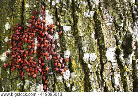 Fire Insects (pyrrhocoris Apterus) In A Tree Trunk. On The Trunk Of A Tree There Are Beetles With A 