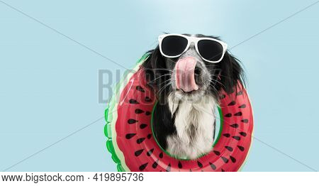 Funny Dog Summer Vacations Licking Its Lips Inside Of An Inflatable Ring. Isolated On Blue Backgroun
