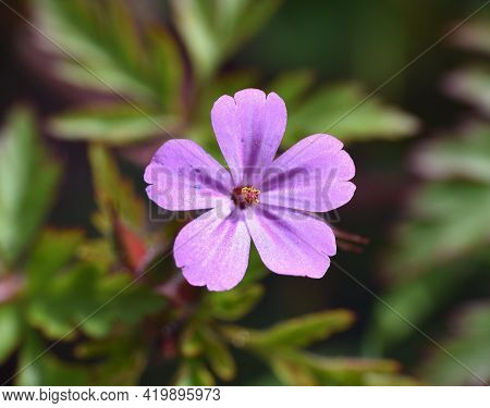 Macro Photo Of Geranium Robertianum Flower. With Pink And Purple Petals. Sunny Day In Munilla, La Ri