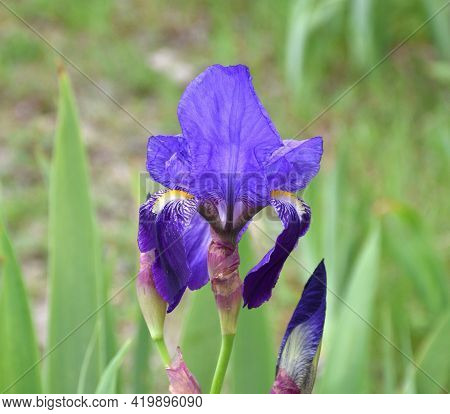 Purple Flower Of Common Lily (iris Germanica). Wild Lilies On Sunny Embankment, Munilla, La Rioja, S