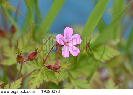 Pink And Purple Flower Of Geranium Robertianum. Plant Located On The Side Of A Forest Track Next To 
