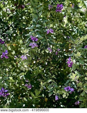 Various Flowers Of Cape Milkvetch. Polygala Myrtifolia. Background Of Green Leaves, Out Of Focus Bac