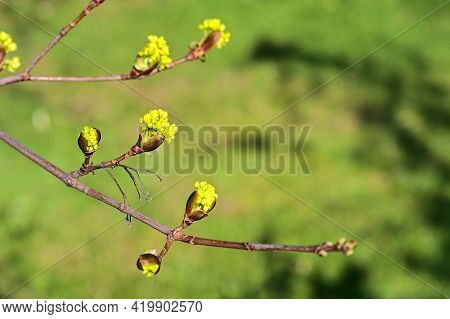 Beautiful Closeup View Spring Maple (acer) Tree Buds On Green Blurry Background Ballinteer, Dublin, 