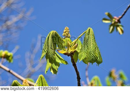 Beautiful Closeup View Of Spring Chestnut (castanea) Tree Buds And Young Leaves Against The Blue Sky