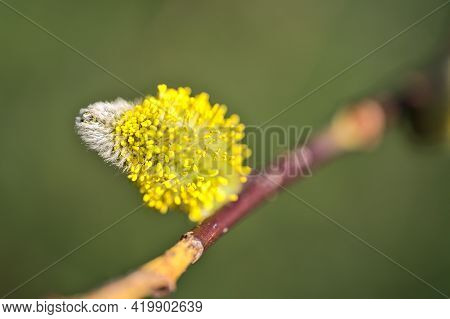 Beautiful Closeup View Spring Fast-growing Willow Tree Buds On Green Blurry Background Ballinteer, D
