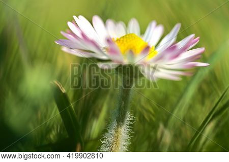 Beautiful Profile Macro View Of Small Single Low Growing Chamomile (mayweed) Flower With Pink Colore
