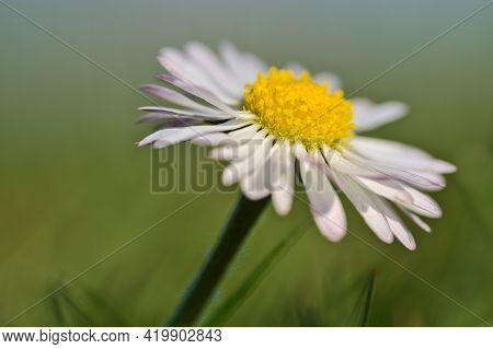 Beautiful Profile Macro View Of Small Single Low Growing Chamomile (mayweed) Flower With Pink Colore