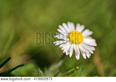 Beautiful Profile Macro View Of Small Single Low Growing Chamomile (mayweed) Flower With Pink Colore