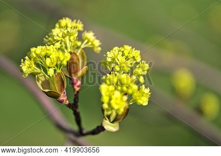 Beautiful Closeup View Spring Maple (acer) Tree Buds On Green Blurry Background Ballinteer, Dublin, 