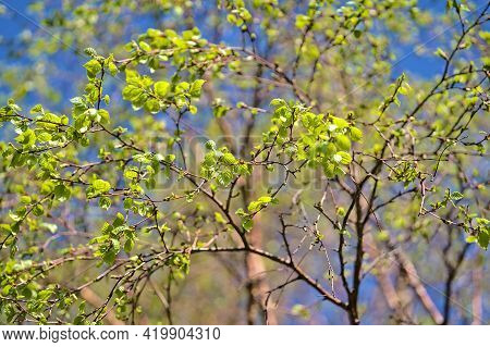 Beautiful Bright Closeup View Of Young Birch Tree Spring Light Green Leaves Against The Sky, Ballint