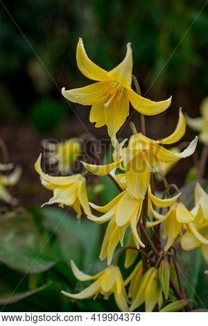 Beautiful Spring Flowers And Leaves Nature Floral Wallpaper