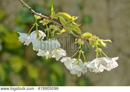 Beautiful Blurry Closeup View Of Delicate Spring White Cherry (prunus Shogetsu Oku Miyako) Blossoms 