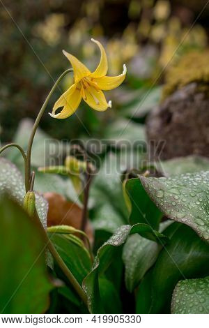 Beautiful Spring Flowers And Leaves Nature Floral Wallpaper
