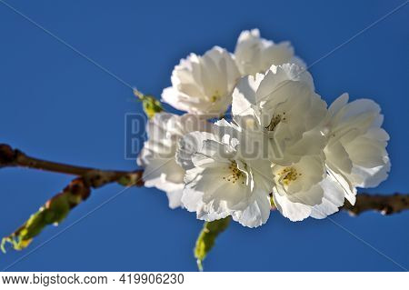 Beautiful Closeup View Of Delicate Spring White Cherry (prunus Shogetsu Oku Miyako) Blossoms Floweri