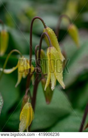 Beautiful  Green  Spring Leaves  Nature Floral Wallpaper