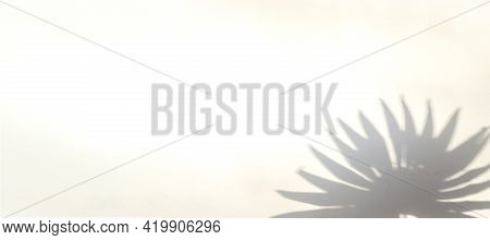 Shadow Summer Background. Plant Leaf Shadows On White Wall In Abstract Tropical Sunlight Texture. Fl