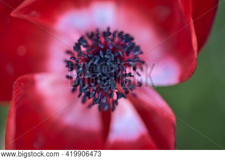 Beautiful Blurry Close-up View Of Delicate Spring Red Anemone (anemonastrum) Flower With Black Anthe