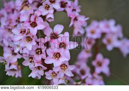 Beautiful Closeup View Spring Small Pink Pigsqueak (bergenia) Flowers, Ballinteer, Dublin, Ireland. 